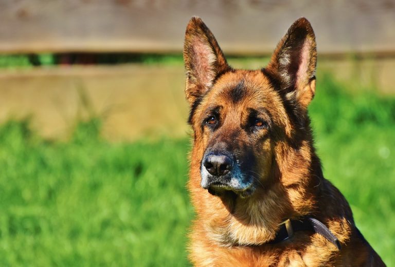 Comment nourrir un chien